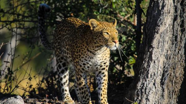 Leopard Predator Big Cat 161082 Wallpaper