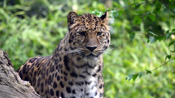Leopard Predator Big Cat Wallpaper