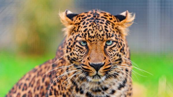 Leopard Predator Face Spotted Big Cat Wallpaper