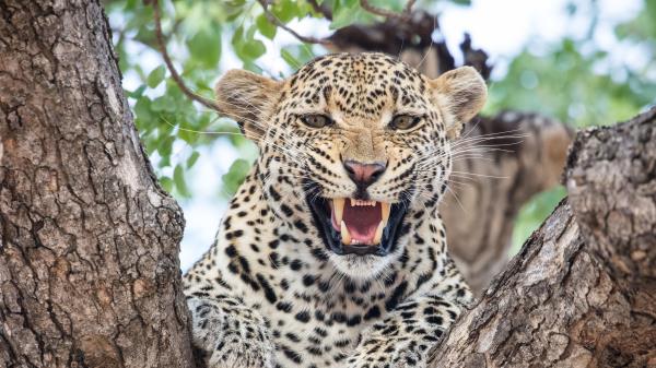 Leopard Predator Fangs Wallpaper