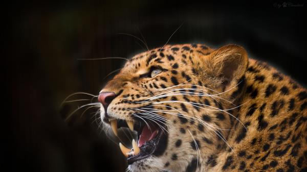 Leopard Predator Jaws Teeth Fangs Black Background Wallpaper