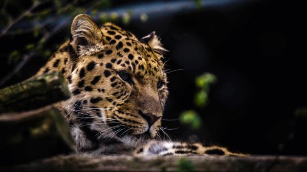 Leopard Predator Muzzle Big Cat Wallpaper