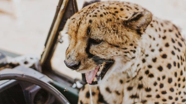 Leopard Protruding Tongue Big Cat Wallpaper