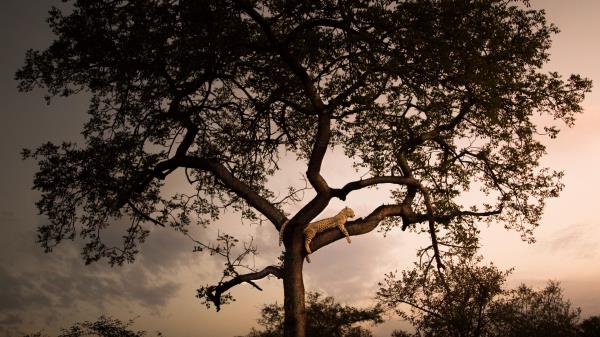Leopard Tree Branches Wallpaper