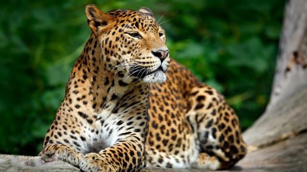 Leopard Wildlife Hd Wallpaper