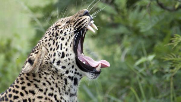 Leopard Yawn Protruding Tongue Wallpaper