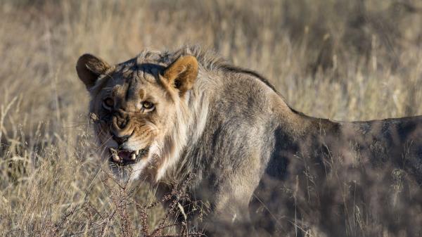 Lion Big Cat Anger Wallpaper