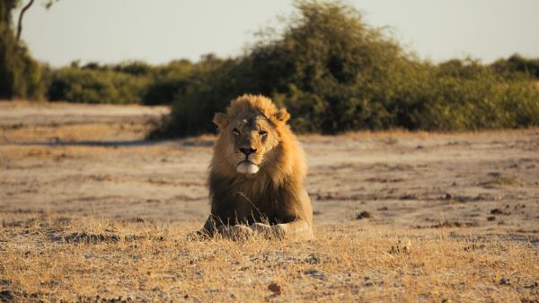 Lion Big Cat King Of Beasts Image Wallpaper
