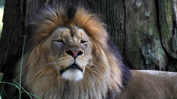 Lion Big Cat Predator Wallpaper