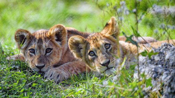 Lion Cub Cub Glance Pc Wallpaper