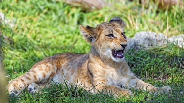 Lion Cub Cub Glance Photo Wallpaper