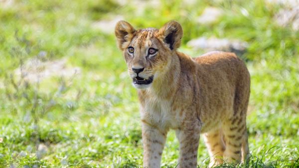 Lion Cub Cub Glance Wallpaper