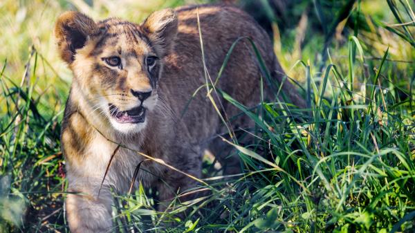 Lion Cub Cub Grass Image Wallpaper
