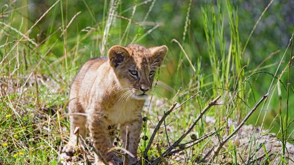 Lion Cub Glance Wallpaper