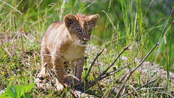 Lion Cub Grass Wallpaper