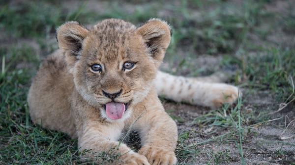 Lion Cub Muzzle Protruding Tongue Wallpaper