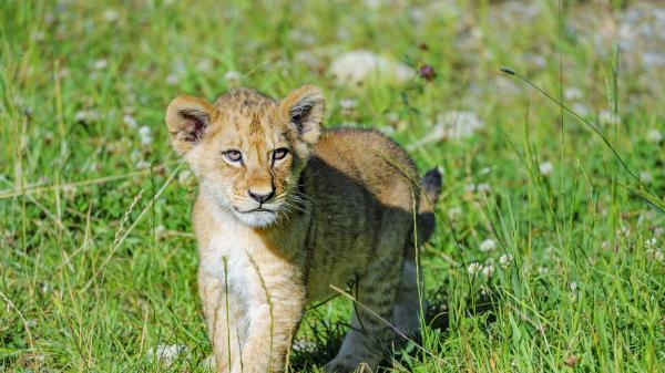 Lion Cub Predator Wallpaper