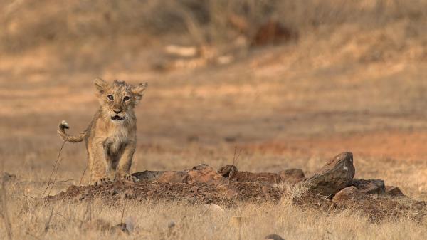 Lion Cub Wildlife Wallpaper