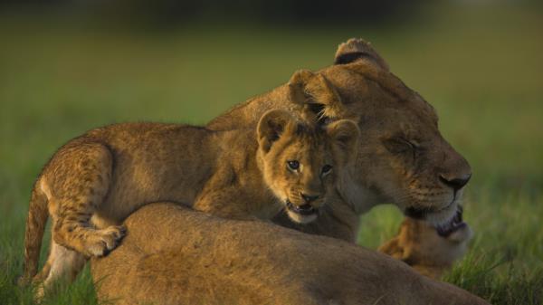 Lion Face Calves Cubs Wallpaper