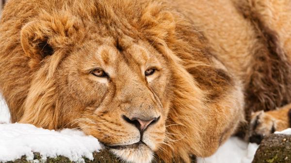 Lion Face Lie Predator Wallpaper