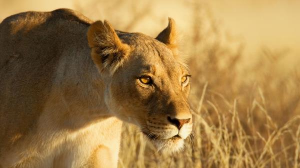 Lion Face Lioness Grass wallpaper
