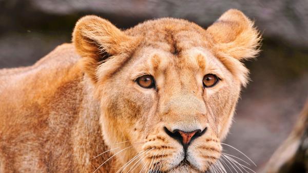 Lion Face Predator Big Cat Wallpaper