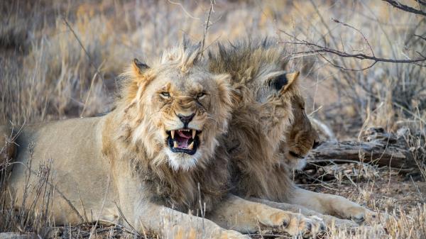 Lion Fangs Big Cat Wallpaper