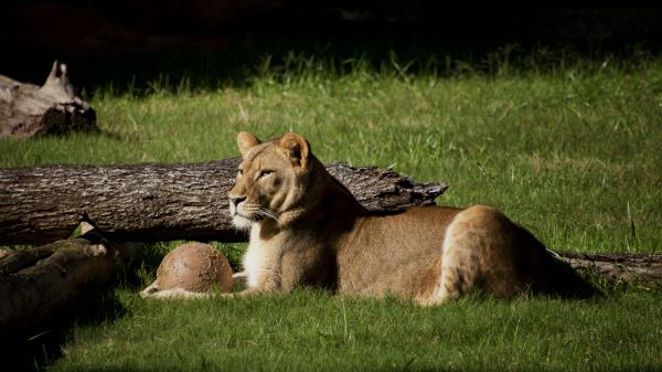 Lion Grass Timber Lying wallpaper