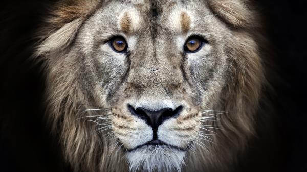 Lion Hd Wallpaper