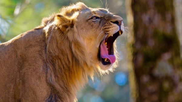 Lion Jaws Fangs Wallpaper
