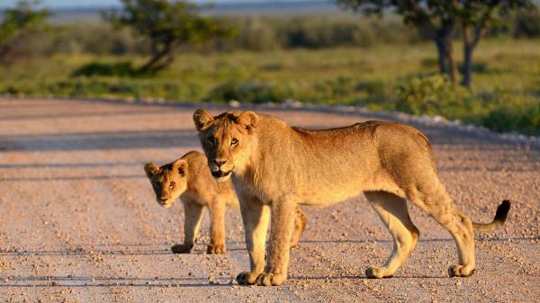 Lion Lion Cub Roa Wallpaper