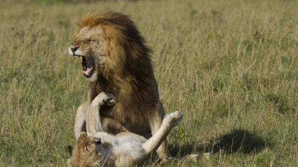 Lion Lioness Affection Love Predators Wallpaper