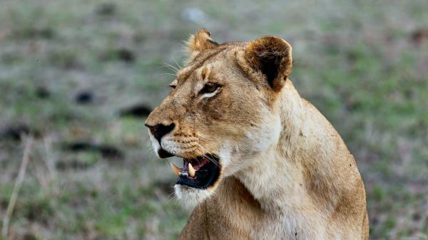 Lion Lioness Grin Wallpaper
