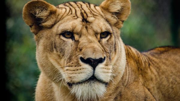 Lion Lioness Look Predator Wallpaper