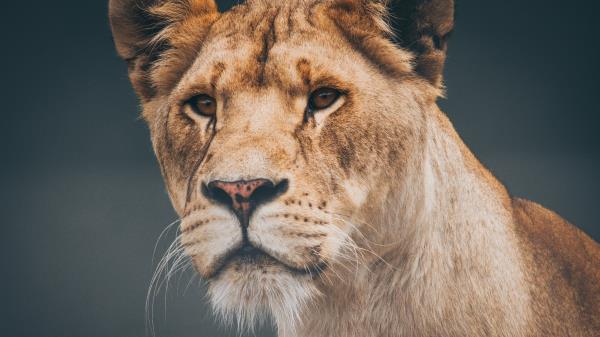 Lion Lioness Muzzle Wallpaper