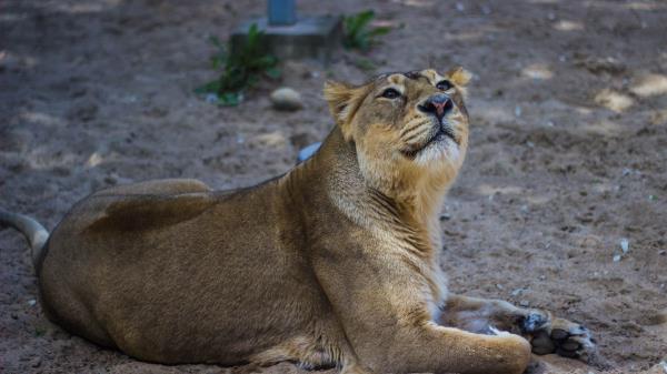 Lion Lioness Predator Big Cat Wallpaper