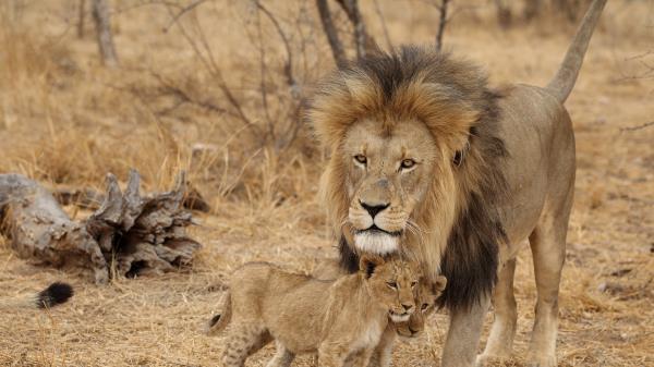 Lion Male Lion Cubs Family Africa Predators Wallpaper