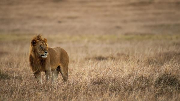 Lion Mane Big Cat Wallpaper