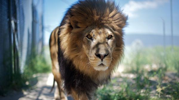Lion Mane Predator Face Wallpaper