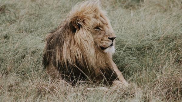 Lion Mane Predator King Of Beasts Wallpaper