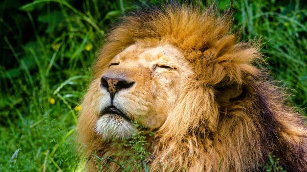 Lion Mane Predator Muzzle Wallpaper