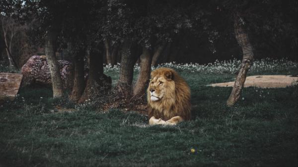 Lion Mane Predator Wallpaper