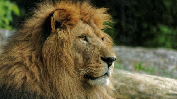 Lion Muzzle Mane Predator Wallpaper