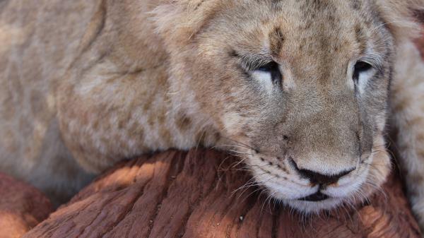 Lion Muzzle Sleep Predator Big Cat Wallpaper