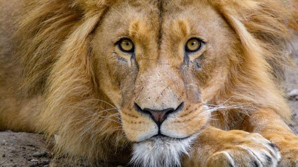 Lion Muzzle View Wallpaper