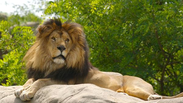 Lion Paws King Of Beasts Wallpaper