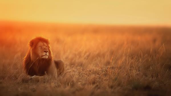 Lion Predator Big Cat Image Wallpaper