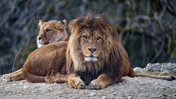 Lion Predator Glance Wallpaper