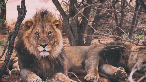 Lion Predator King Of Beasts Lying Wallpaper