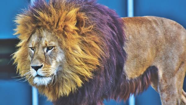 Lion Predator King Of Beasts Wallpaper